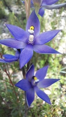 Thelymitra graminea