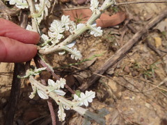 Arctotheca prostrata