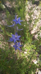 Thelymitra graminea