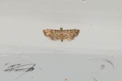 Lamprosema tampiusalis