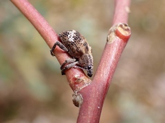 Oxyops fasciatus