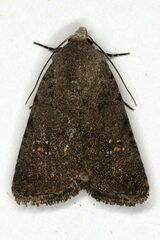 Caradrina flavirena