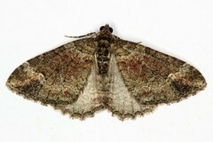 Catarhoe basochesiata