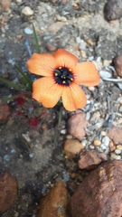 Drosera hyperostigma