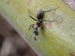 Myrmophyma