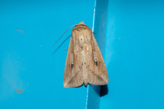 Mythimna decisissima