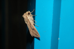 Mythimna decisissima