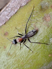 Myrmophyma