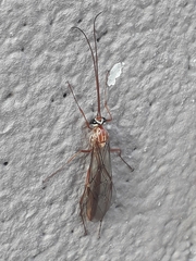 Ophion obscuratus
