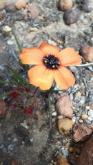 Drosera hyperostigma