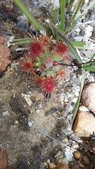 Drosera hyperostigma