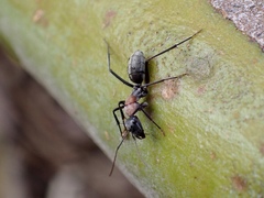 Myrmophyma
