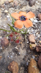 Drosera hyperostigma