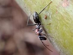 Myrmophyma