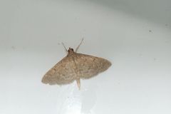 Omiodes tristrialis