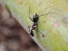 Myrmophyma
