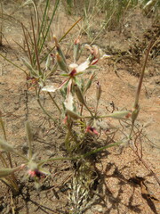 Pelargonium longifolium