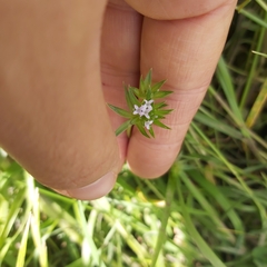 Sherardia arvensis