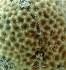 Leptastrea