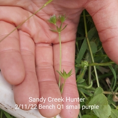 Sherardia arvensis
