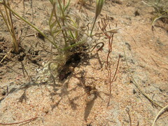 Pelargonium longifolium