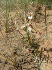 Pelargonium longifolium