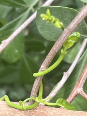 Cynanchum obtusifolium