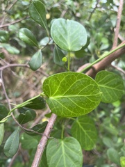 Cynanchum obtusifolium