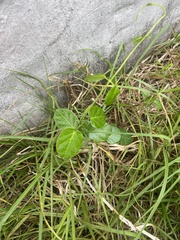 Cynanchum obtusifolium