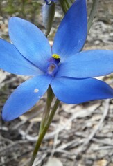 Thelymitra crinita