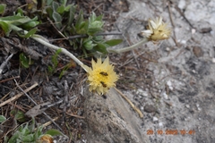 Syncarpha speciosissima