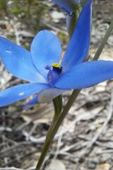 Thelymitra crinita