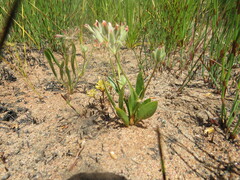 Pelargonium longifolium