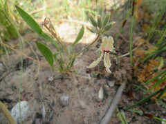 Pelargonium longifolium