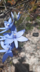 Thelymitra crinita