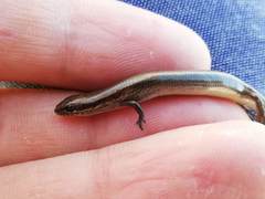Ablepharus deserti