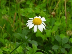 Leucanthemum vulgare