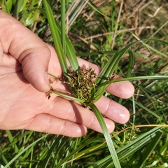 Cyperus vaginatus