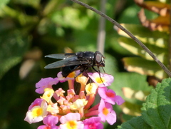 Copestylum violaceum