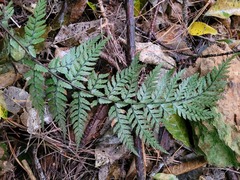 Polystichum neozelandicum