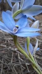 Thelymitra crinita