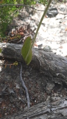 Thelymitra crinita