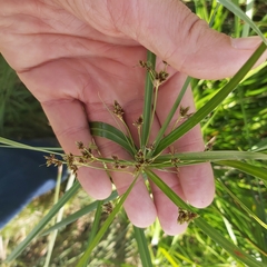 Cyperus vaginatus
