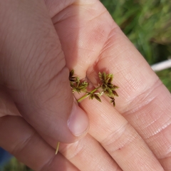 Cyperus vaginatus