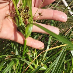 Cyperus vaginatus