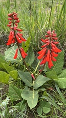 Erythrina zeyheri