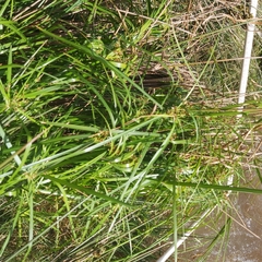 Cyperus vaginatus