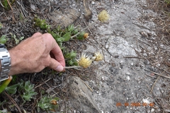 Syncarpha speciosissima