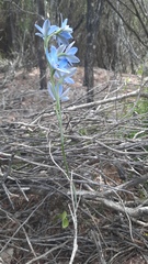 Thelymitra crinita