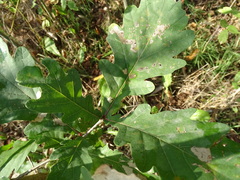 Quercus robur